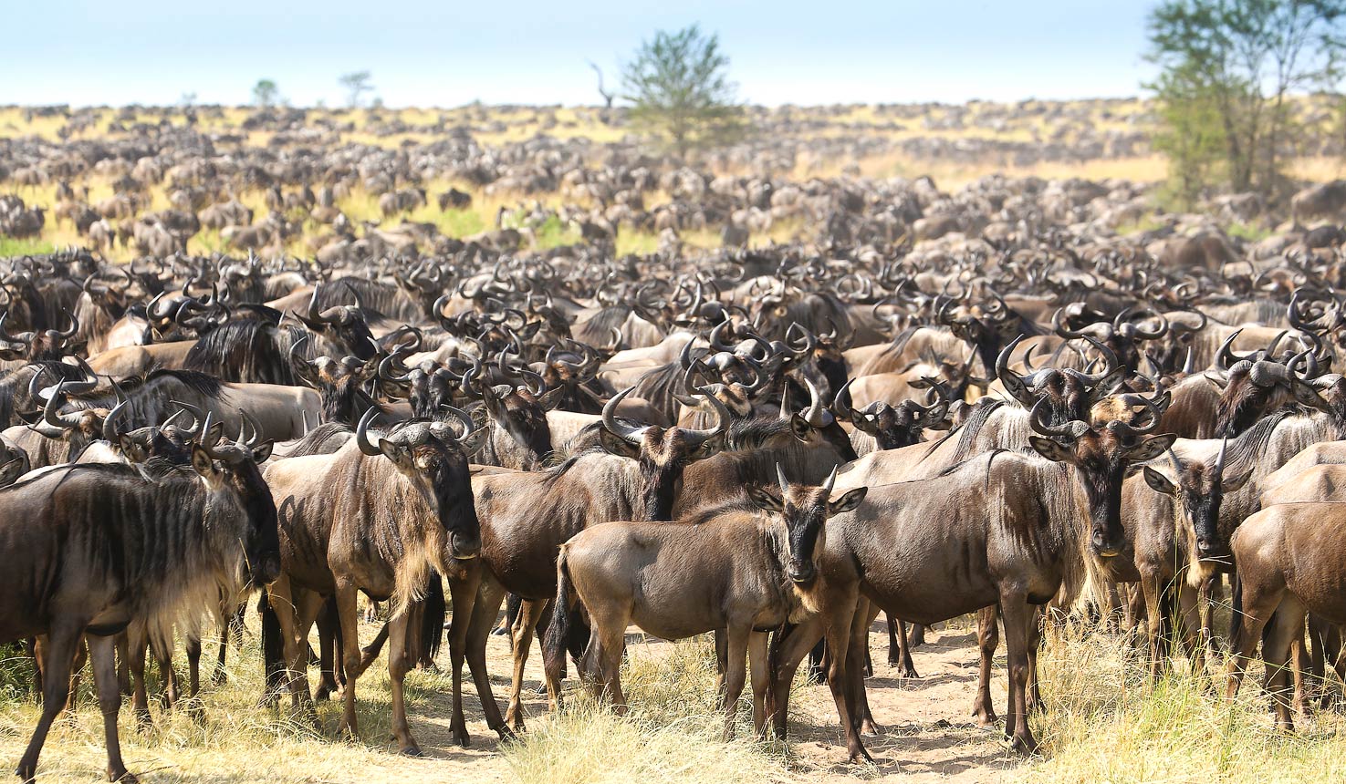Migration Safaris