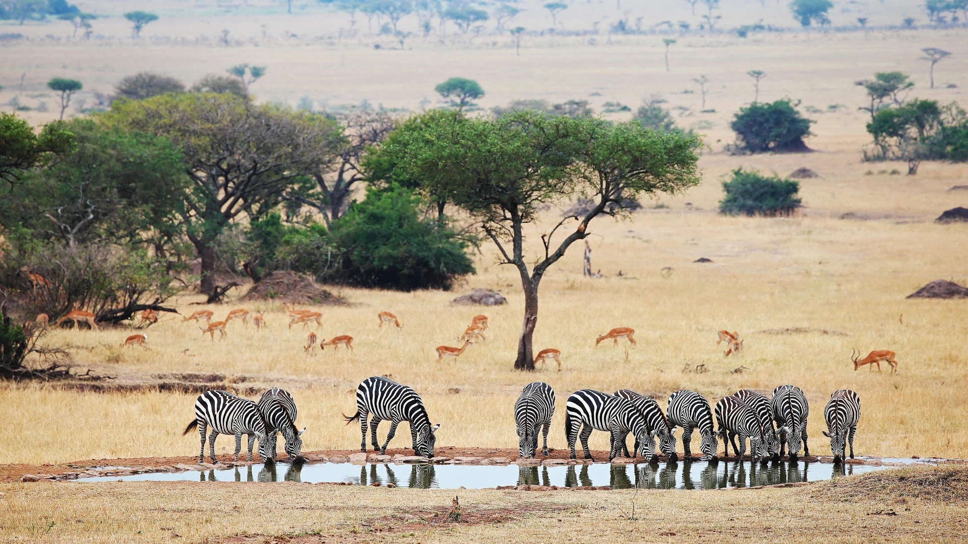 Luxury Safari & Zanzibar