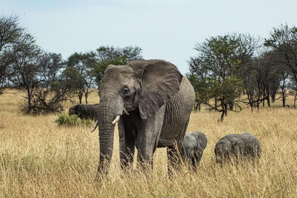 Cultural Heritage Safari