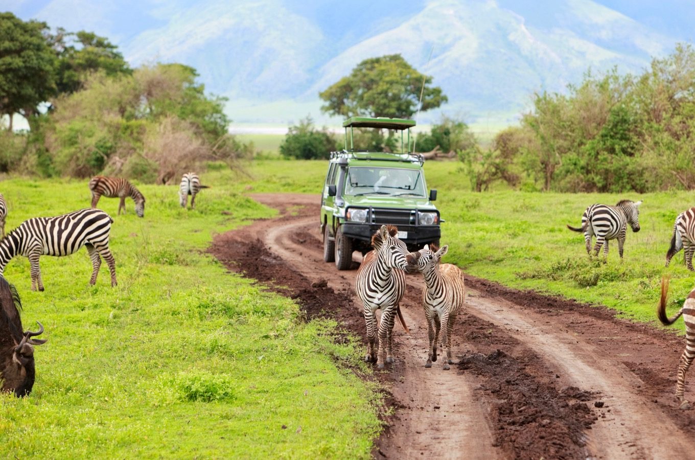 Family Safaris